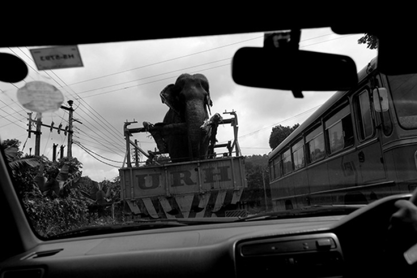 Strong photos about the difficult relationship of Asians with elephants Strong photos about the difficult relationship of Asians with elephants