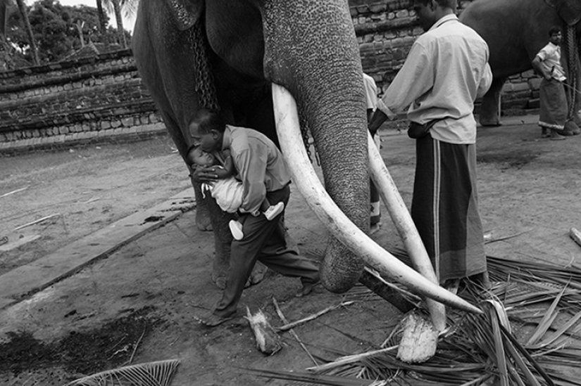 Strong photos about the difficult relationship of Asians with elephants Strong photos about the difficult relationship of Asians with elephants