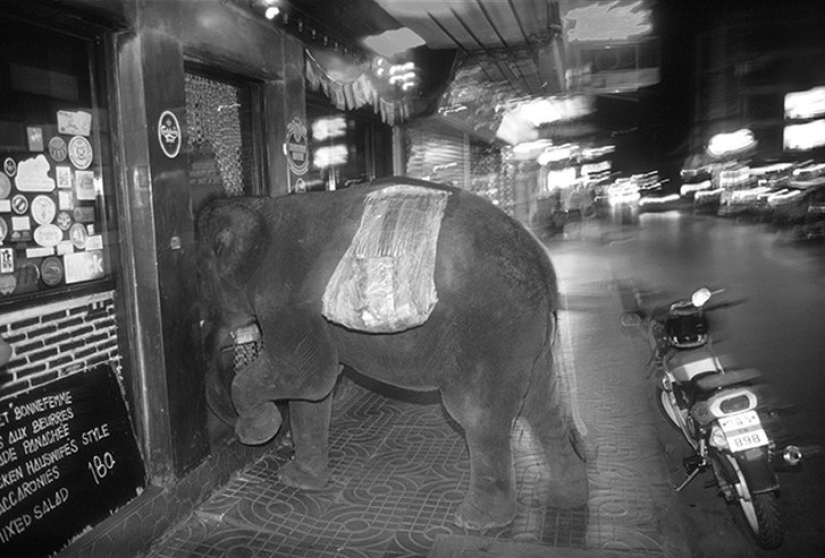 Strong photos about the difficult relationship of Asians with elephants Strong photos about the difficult relationship of Asians with elephants