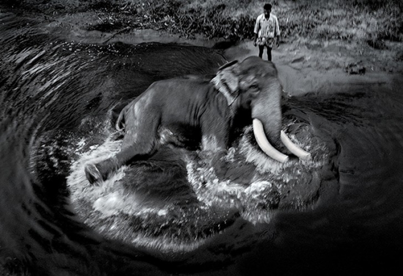 Strong photos about the difficult relationship of Asians with elephants Strong photos about the difficult relationship of Asians with elephants