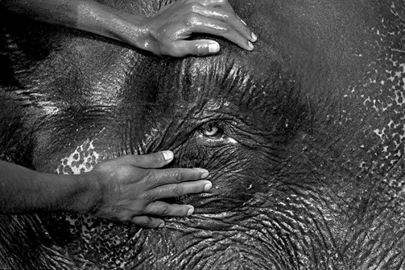 Strong photos about the difficult relationship of Asians with elephants Strong photos about the difficult relationship of Asians with elephants