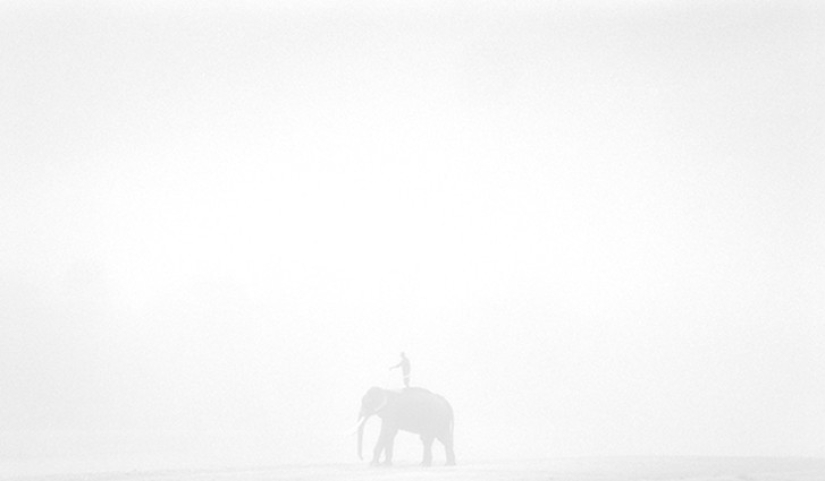 Strong photos about the difficult relationship of Asians with elephants Strong photos about the difficult relationship of Asians with elephants