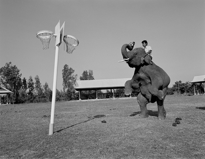 Strong photos about the difficult relationship of Asians with elephants Strong photos about the difficult relationship of Asians with elephants