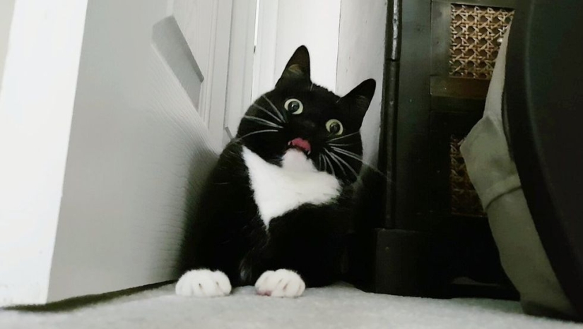 Stunned cat Zelda wins hearts on the Internet with her freaky look