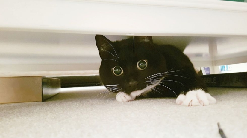 Stunned cat Zelda wins hearts on the Internet with her freaky look