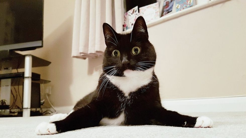 Stunned cat Zelda wins hearts on the Internet with her freaky look