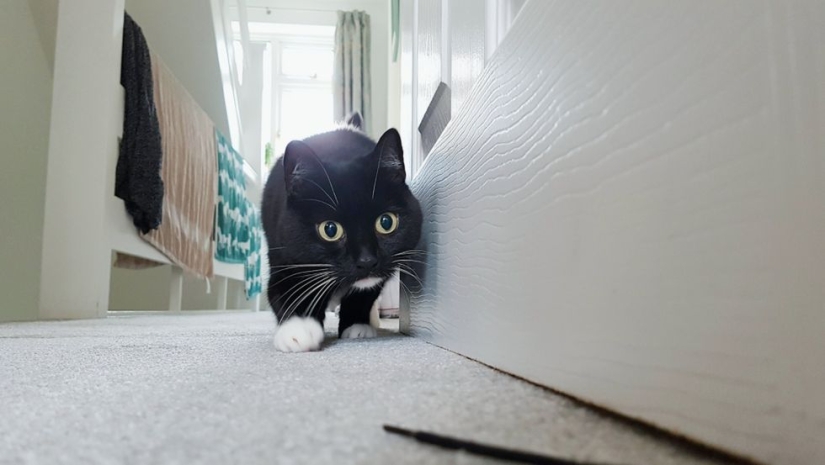 Stunned cat Zelda wins hearts on the Internet with her freaky look