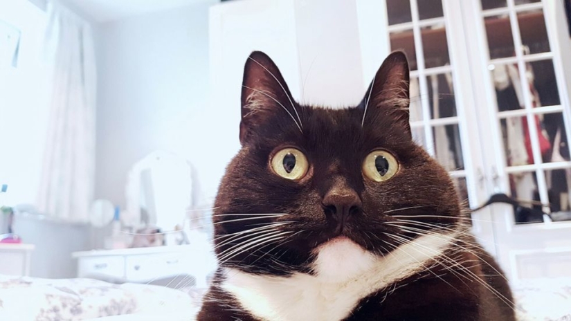 Stunned cat Zelda wins hearts on the Internet with her freaky look