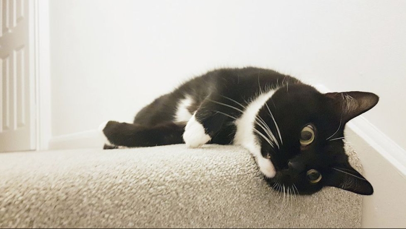 Stunned cat Zelda wins hearts on the Internet with her freaky look