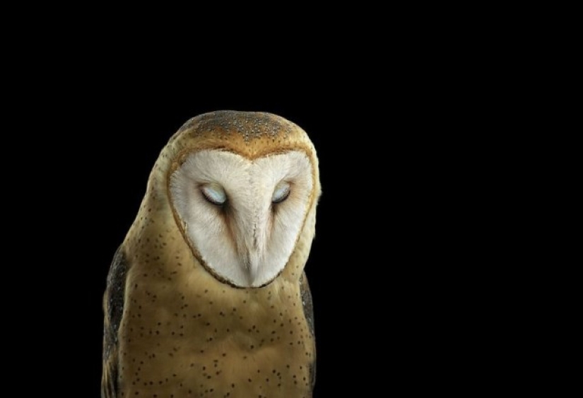 Stunning portraits of wild owls