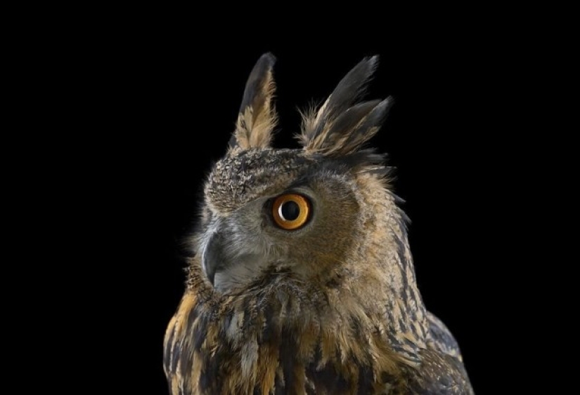 Stunning portraits of wild owls