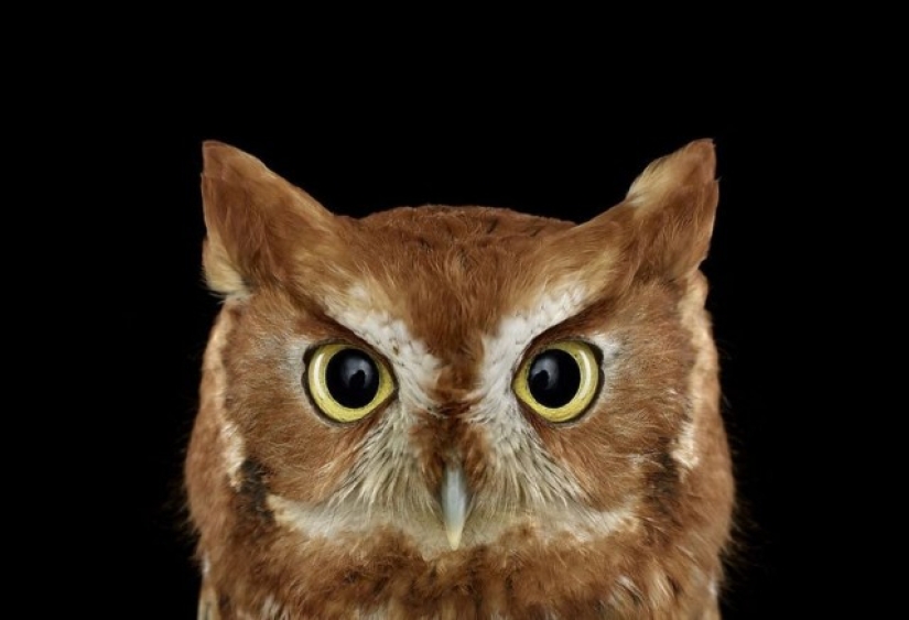 Stunning portraits of wild owls