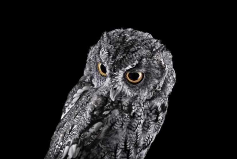 Stunning portraits of wild owls