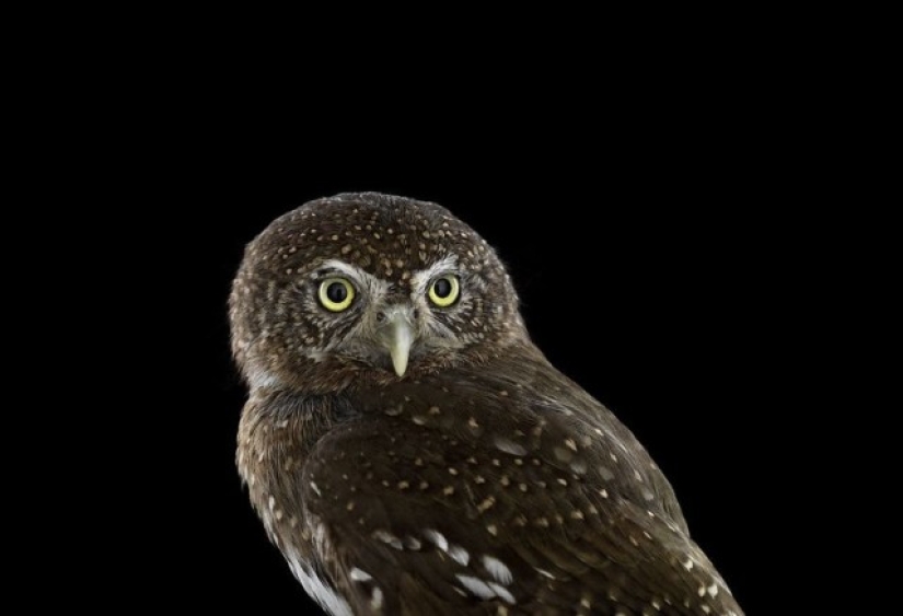 Stunning portraits of wild owls