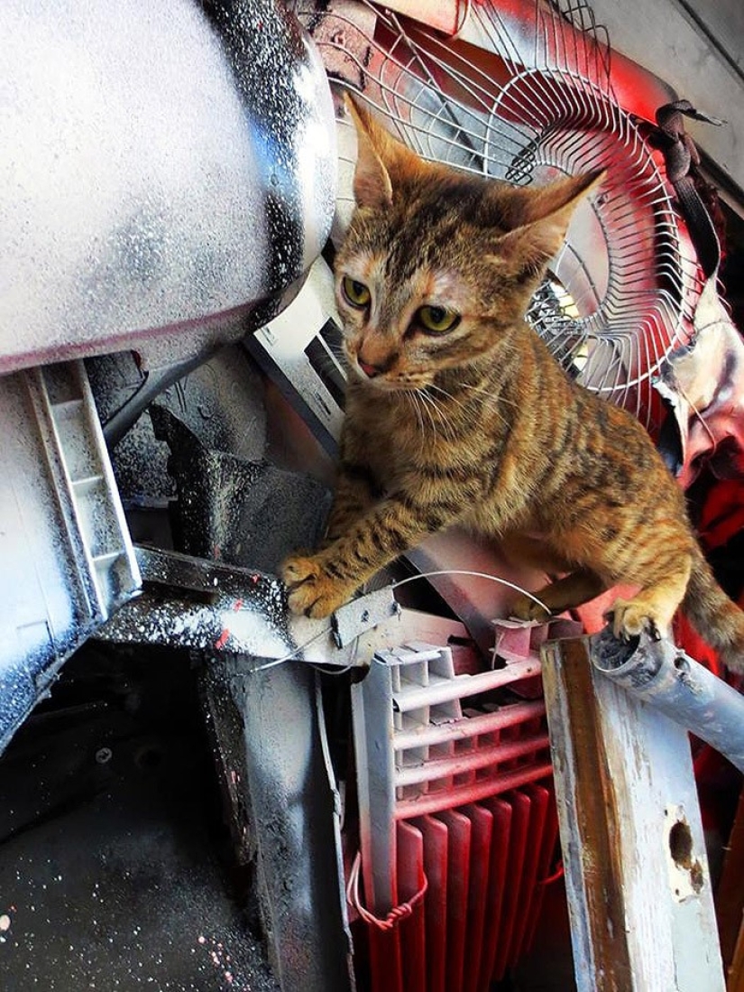 Stunning street art in the form of animals made entirely from garbage