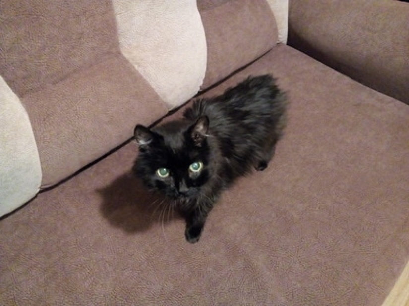 Take care of your family and warmth! How familiar things look through a thermal imager Take care of your family and warmth! How familiar things look through a thermal imager