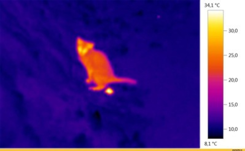 Take care of your family and warmth! How familiar things look through a thermal imager Take care of your family and warmth! How familiar things look through a thermal imager