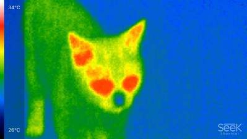 Take care of your family and warmth! How familiar things look through a thermal imager Take care of your family and warmth! How familiar things look through a thermal imager