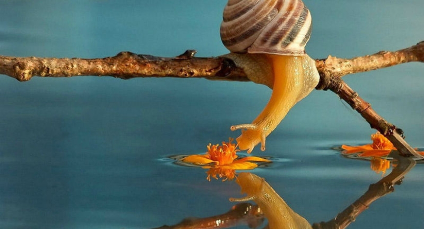 Tale of nature from Ukrainian photographer Vyacheslav Mishchenko