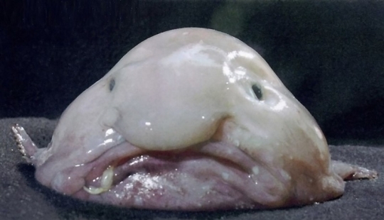 Ten of the most unusual ocean fish Ten of the most unusual ocean fish