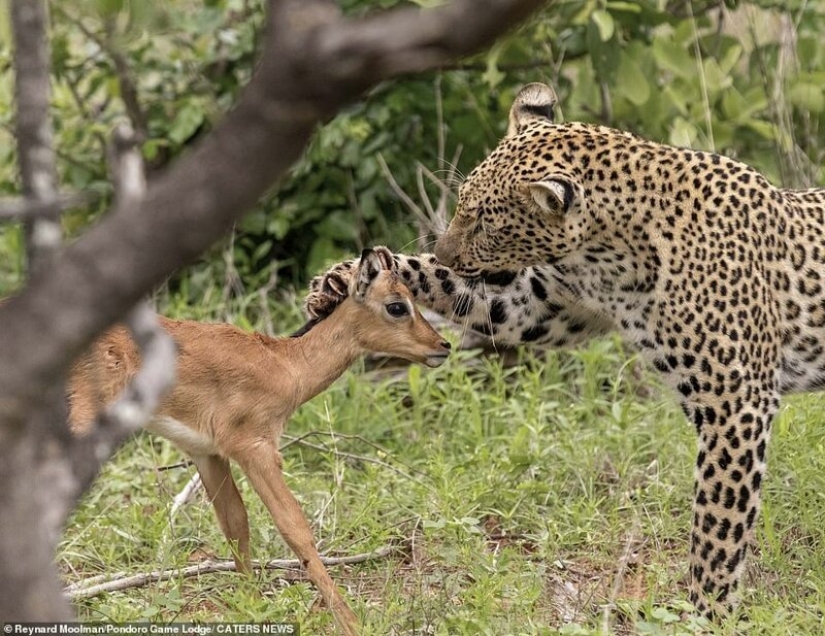 Ternura mortal de un depredador: leopardo e Impala