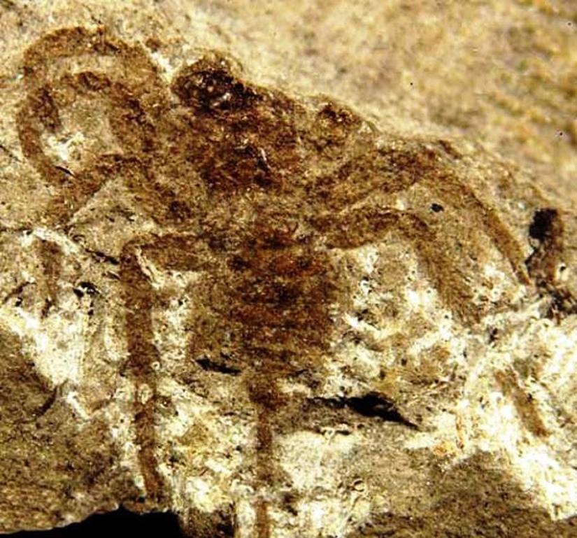 Thank God they're extinct! 25 terrible creatures that once inhabited the Earth