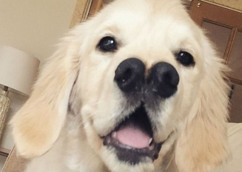 Thanks to the forked nose, the retriever found a family
