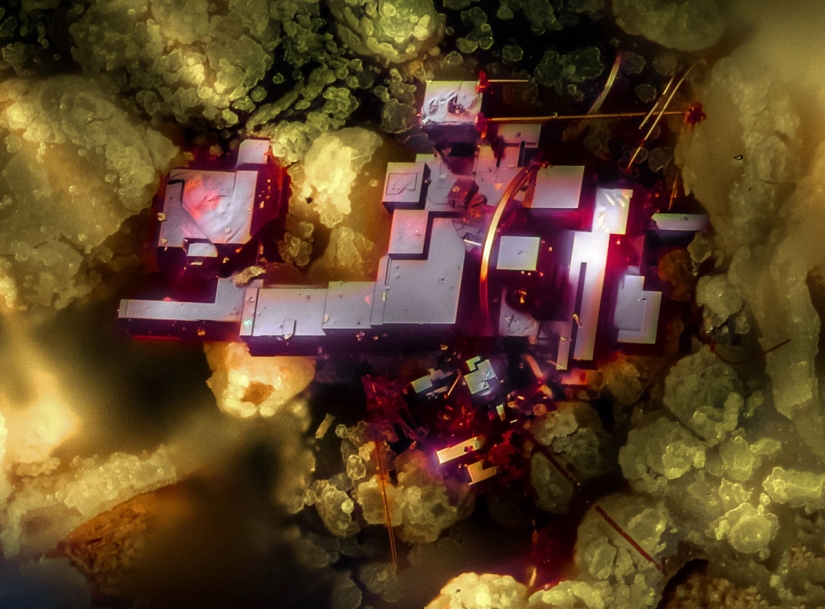 The 20 best works from the Nikon Small World Micrography Competition 2018