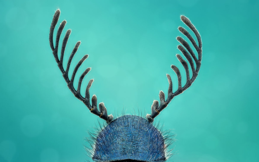 The 20 best works from the Nikon Small World Micrography Competition 2018