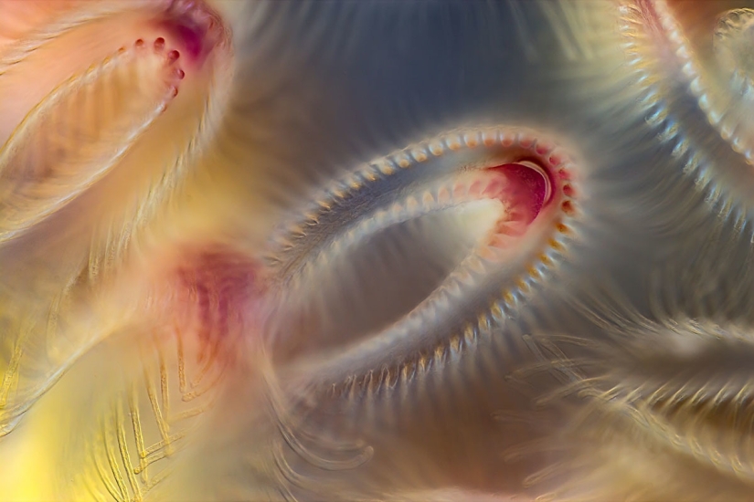 The 20 best works from the Nikon Small World Micrography Competition 2018