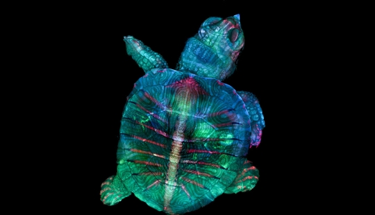 The 20 best works from the Nikon Small World Micrography Competition 2018 The 20 best works from the Nikon Small World Micrography Competition 2018