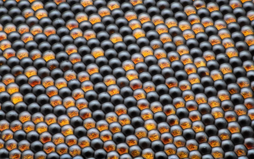 The 20 best works from the Nikon Small World Micrography Competition 2018