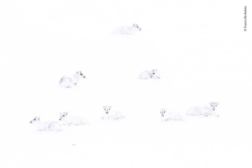 The 25 Best Wildlife Shots of 2019