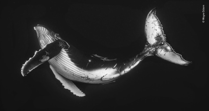 The 25 Best Wildlife Shots of 2019