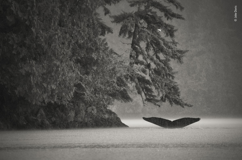 The 25 Best Wildlife Shots of 2019