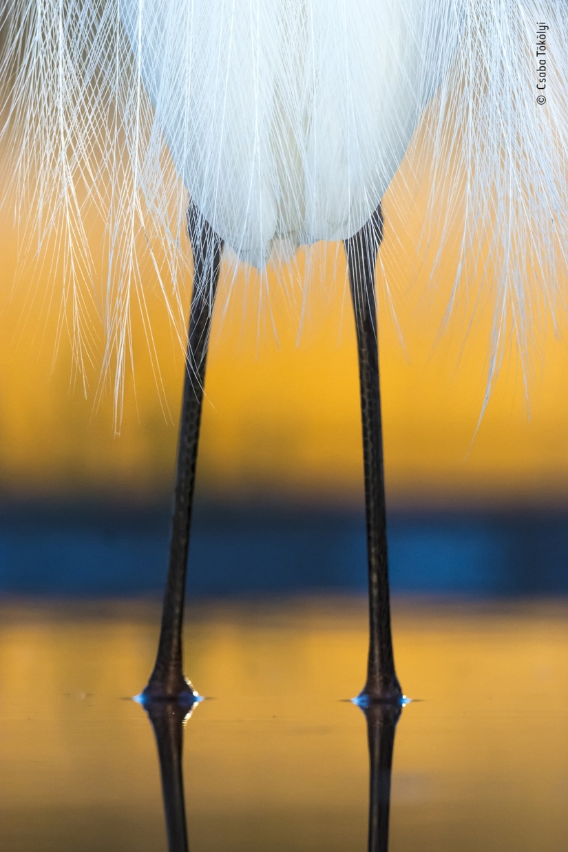 The 25 Best Wildlife Shots of 2019