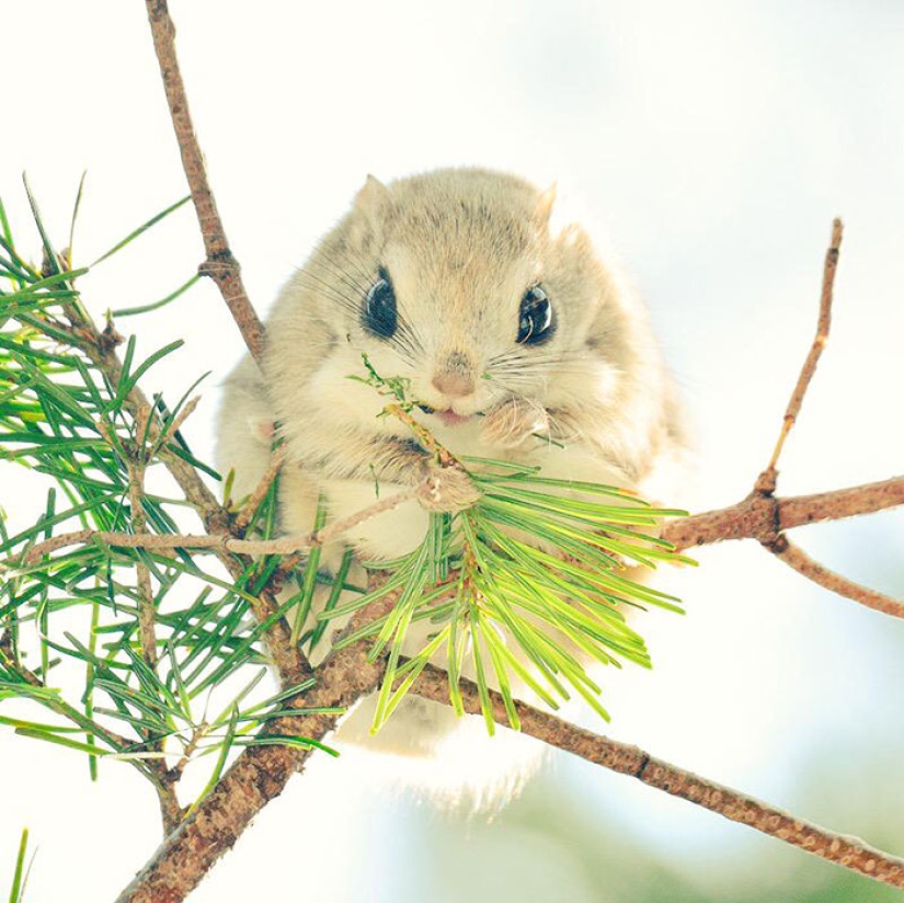 The 7 Cutest Animals from Hokkaido Island