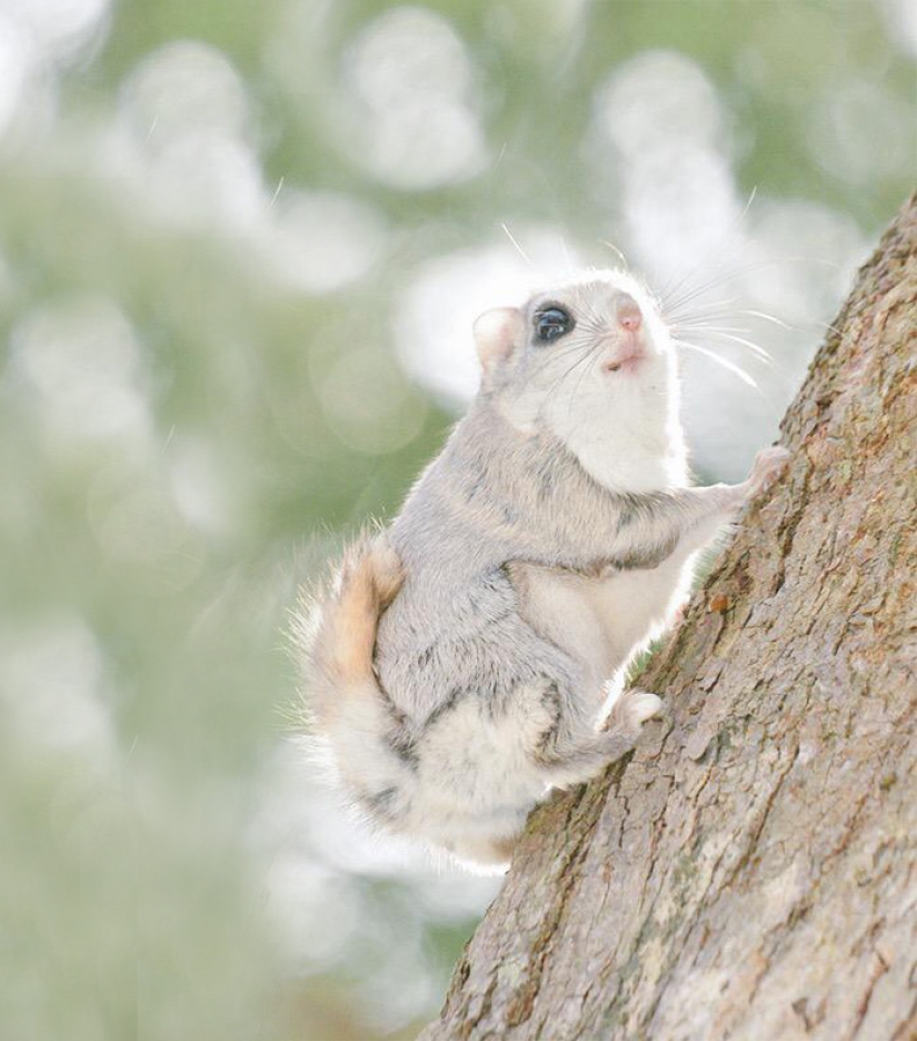 The 7 Cutest Animals from Hokkaido Island