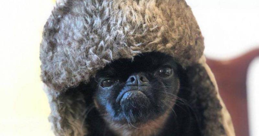 The "angry" dog Chico has become a meme and a favorite of netizens