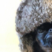 The "angry" dog Chico has become a meme and a favorite of netizens