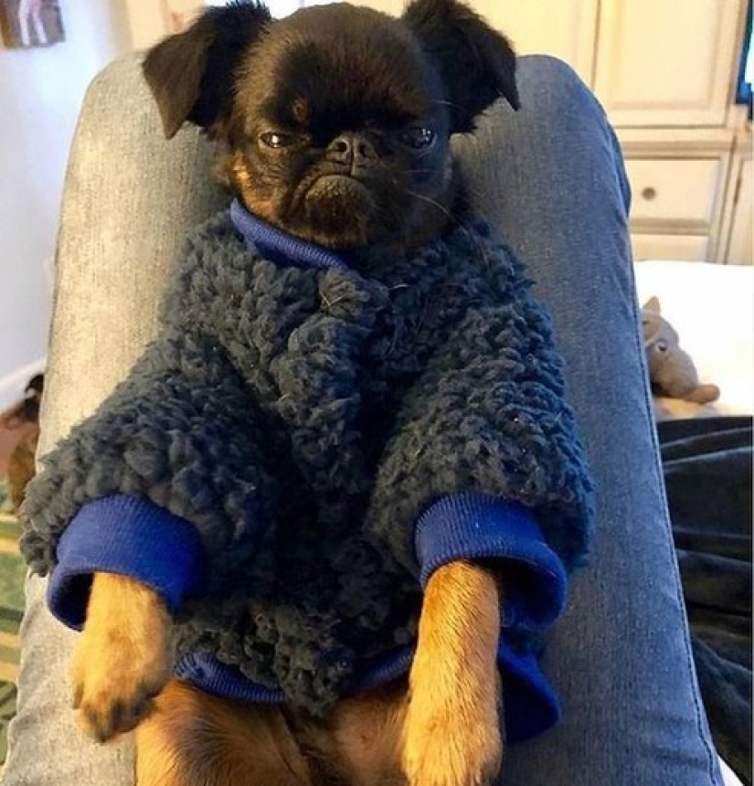 The "angry" dog Chico has become a meme and a favorite of netizens