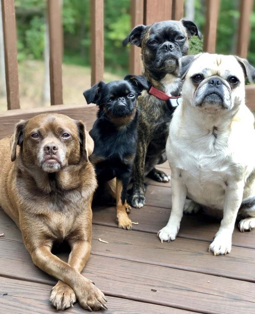 The "angry" dog Chico has become a meme and a favorite of netizens