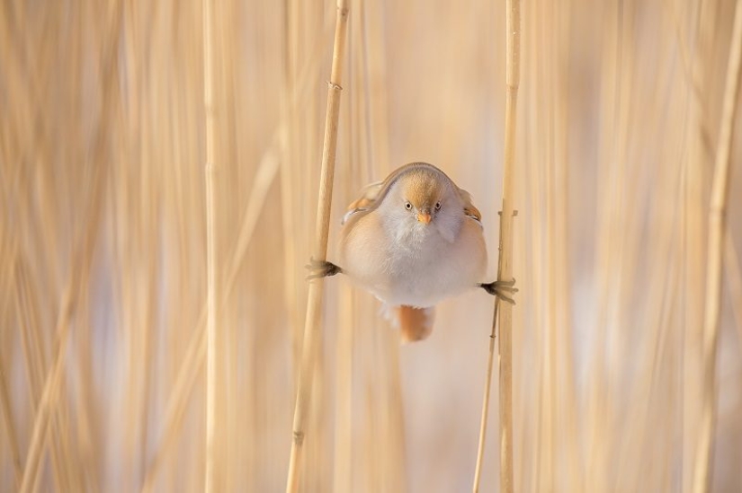 The annual photo contest from National Geographic Russia has already started. Hurry up to become a participant! The annual photo contest from National Geographic Russia has already started. Hurry up to become a participant!