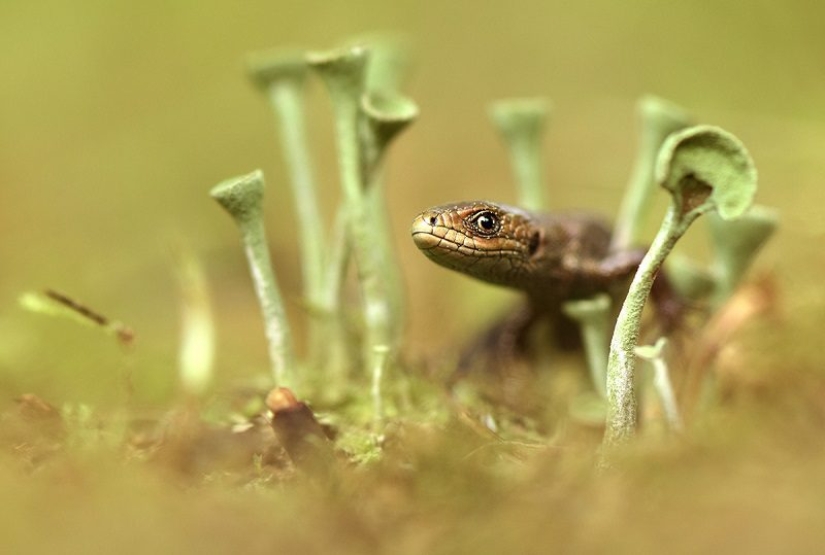 The annual photo contest from National Geographic Russia has already started. Hurry up to become a participant! The annual photo contest from National Geographic Russia has already started. Hurry up to become a participant!