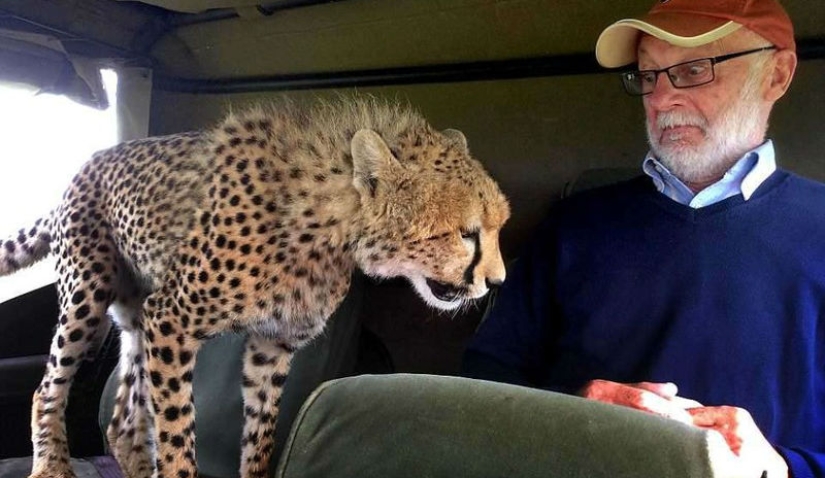 The awkward moment when a cheetah jumped into a jeep The awkward moment when a cheetah jumped into a jeep