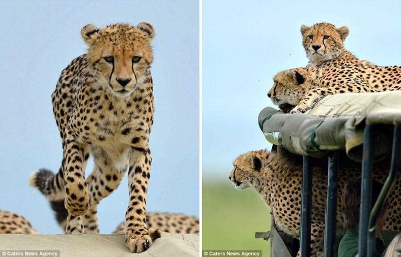 The awkward moment when a cheetah jumped into a jeep The awkward moment when a cheetah jumped into a jeep