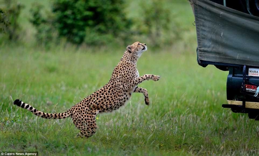 The awkward moment when a cheetah jumped into a jeep The awkward moment when a cheetah jumped into a jeep