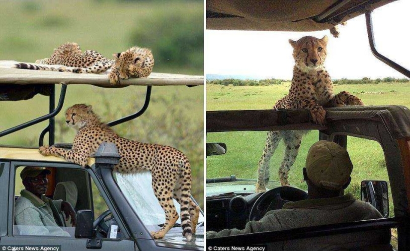 The awkward moment when a cheetah jumped into a jeep The awkward moment when a cheetah jumped into a jeep