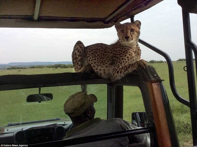 The awkward moment when a cheetah jumped into a jeep The awkward moment when a cheetah jumped into a jeep