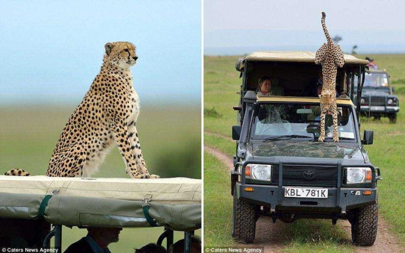 The awkward moment when a cheetah jumped into a jeep The awkward moment when a cheetah jumped into a jeep